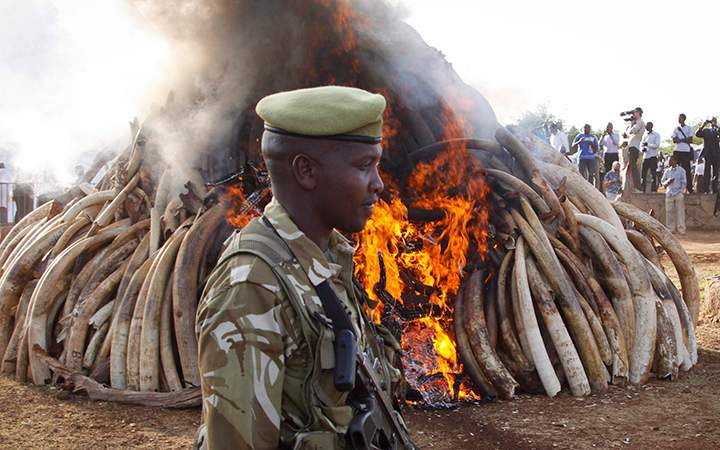 A ranger from the Kenya Wildlife Service walks past 15 tons of elephant tusks which were set on fire, during an anti-poaching ceremony at Nairobi National Park in Nairobi, Kenya Tuesday, March 3, 2015. 