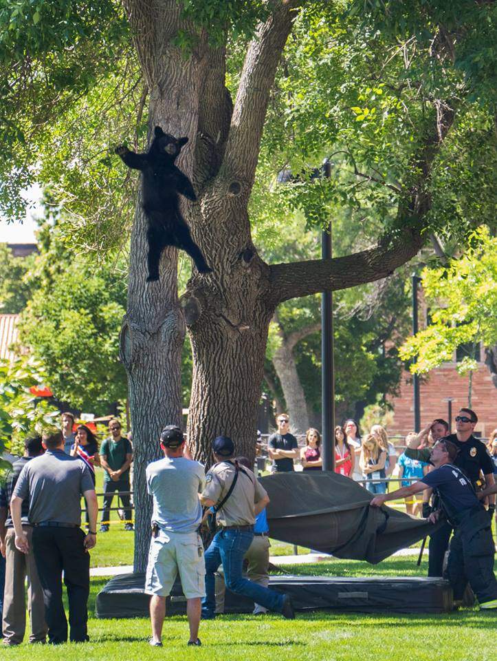 This image posted on the University of Colorado Boulder’s Facebook page shows the bear falling from the tree after it was tranquilized.