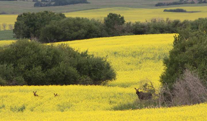July 21: This Your Saskatchewan photo was taken by John Trevor near Hanley of a cow moose with twin calves in canola.