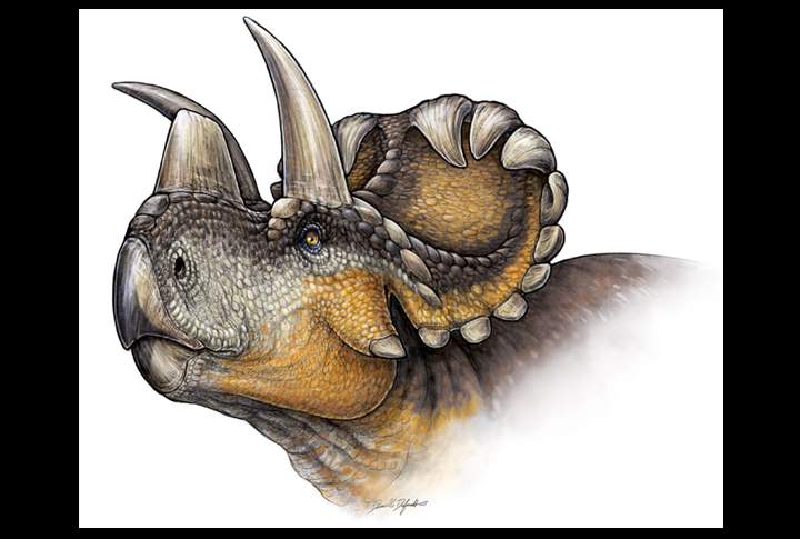 Illustration of the Wendiceratops.