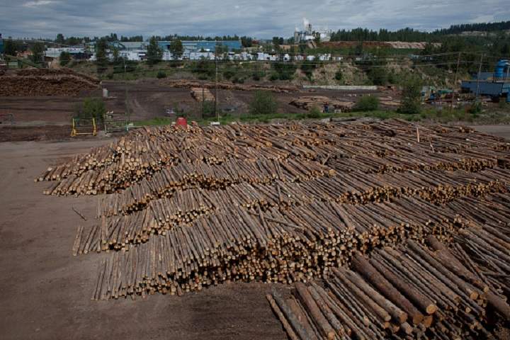 Logs that have recently arrived for processing are pictured at the West Fraser sawmill in Quesnel, British Columbia on Friday, June 5, 2015.  