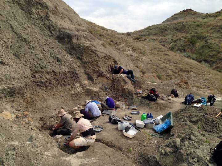 New horned dinosaur discovered in Alberta - image