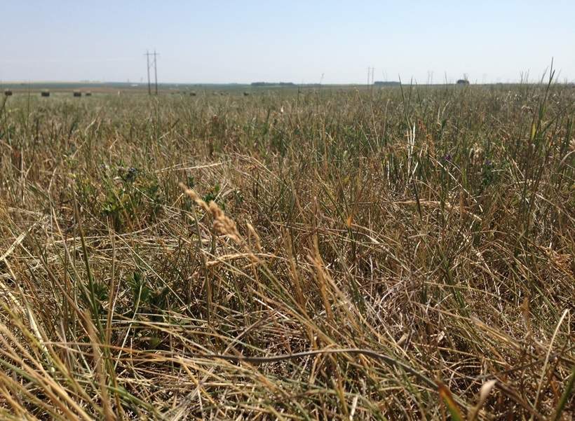 Alberta drought