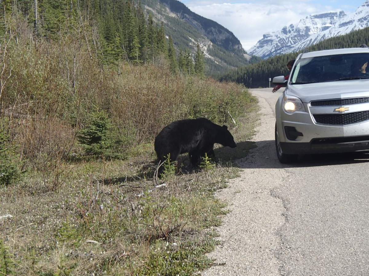 A photo from Parks Canada shows people feeding bears in Banff National Park.