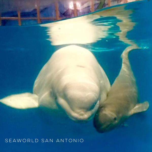 Baby beluga sired by Vancouver Aquarium’s whale dies at SeaWorld - image