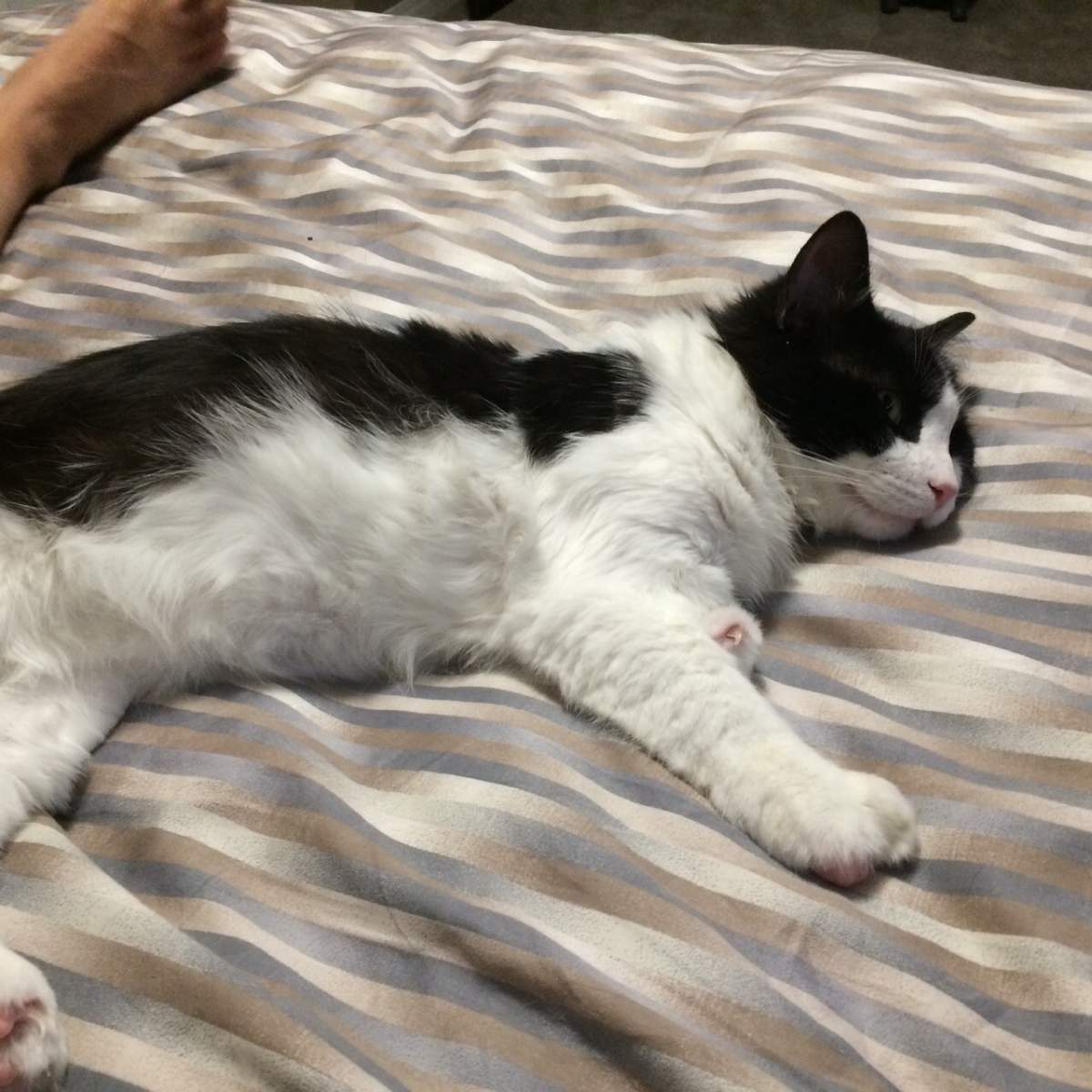 Bruce Almighty finds his permanent home - image