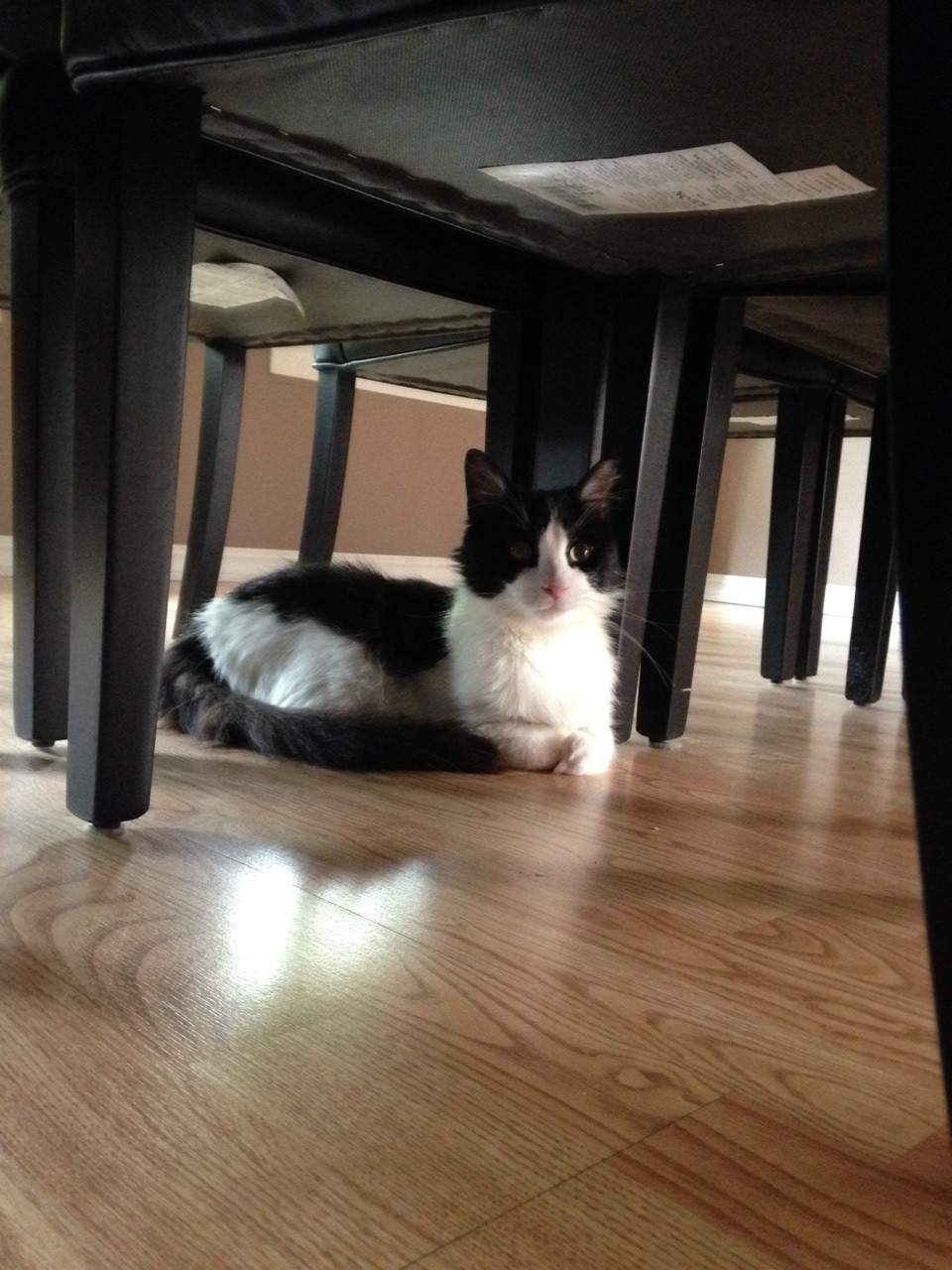 Bruce Almighty getting used to his new forever home.