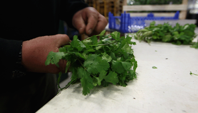Cilantro