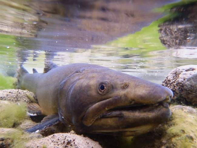 A new survey of trout streams in southwest Alberta suggests that virtually all of them are threatened by industrial development or overuse. Bull trout like the one pictured here have lost more than 70 per cent of their historic waters. 