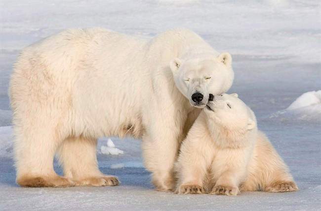 Polar bear safety sessions being held in Churchill - image