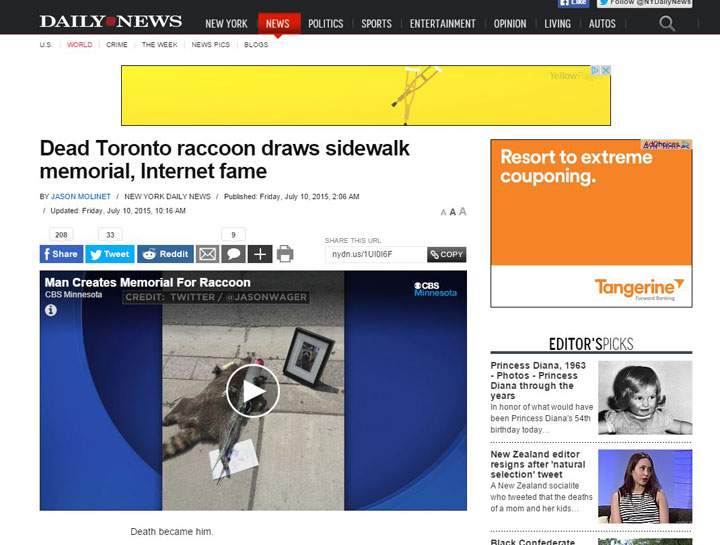 The day the world paid attention to Toronto’s dead raccoon - image