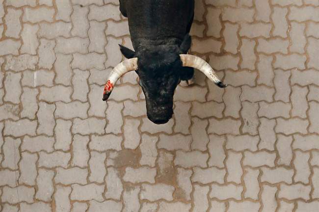 A 'Jose Escolar Gil' ranch fighting bull runs with his horn stained with blood after goring a reveler during the daily morning running of the bulls of the San Fermin festival in Pamplona, Spain, Saturday, July 11, 2015.
