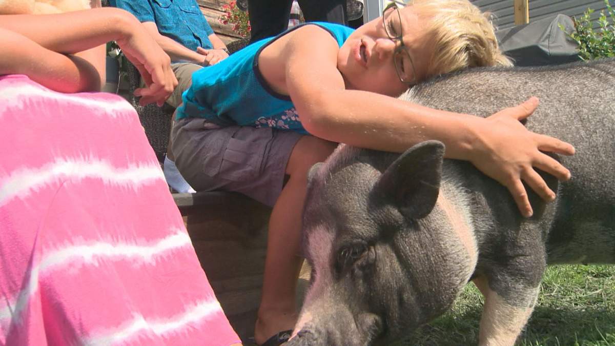 The Kropp family will be taking their pot-bellied pig Eli to a new home in Ontario. 