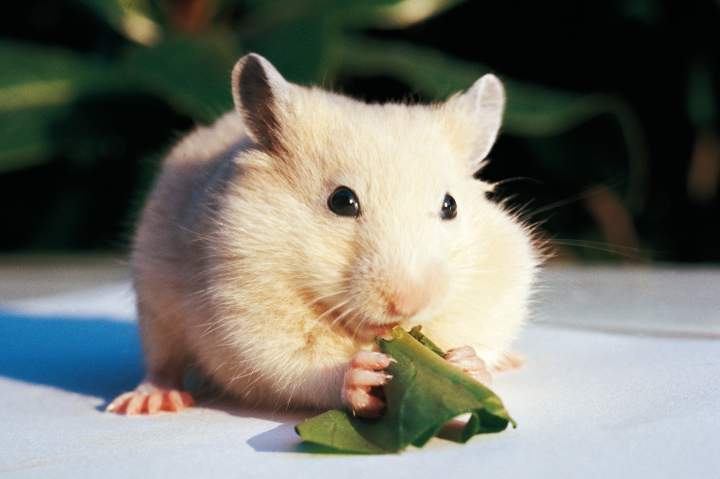 Hampster