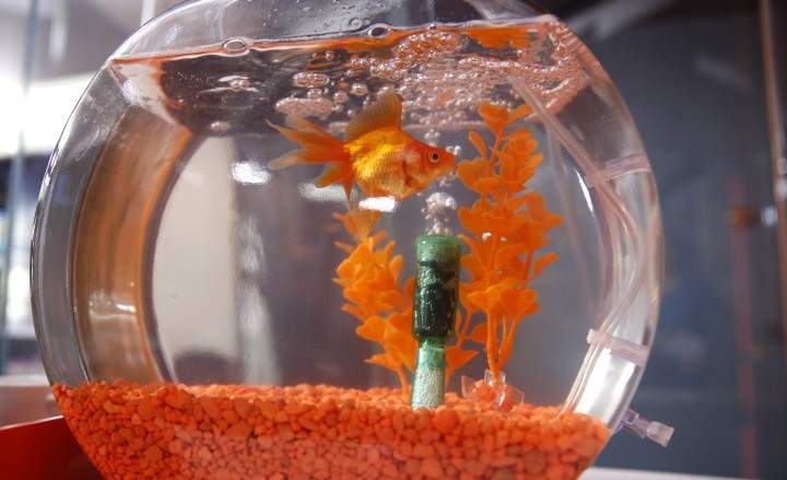 Goldfish