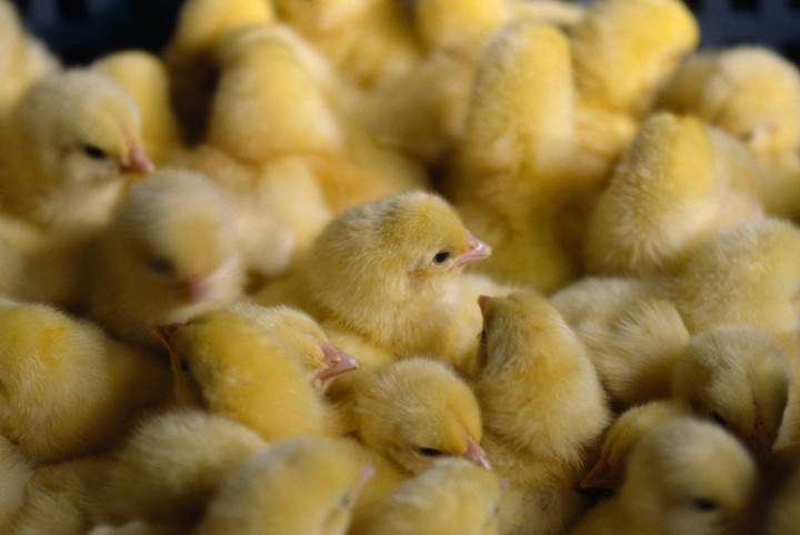 Baby chicks