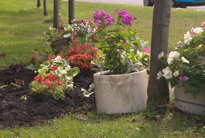Greenfield Park residents brought flowers to beautify the borough's garden, Wednesday, July 22, 2015.