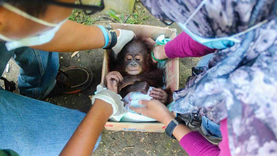 “Our team refused to let little Udin die, they have stayed with him round-the-clock and even sleep on the floor beside him so that they can comfort him during the dark hours of the night,” a statement reads on the International Animal Rescue Facebook page.