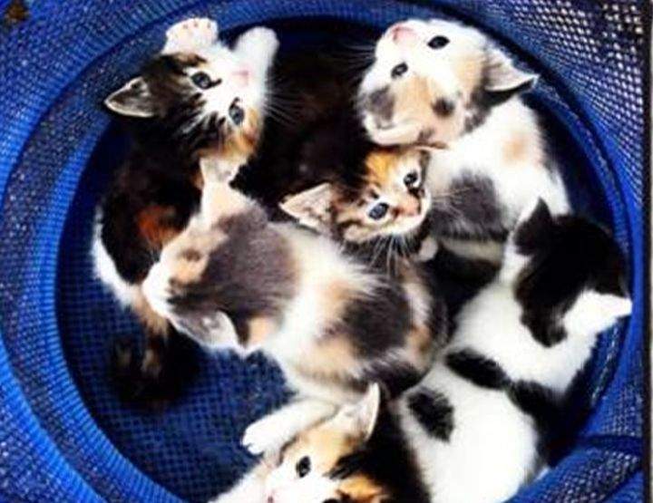 Kittens