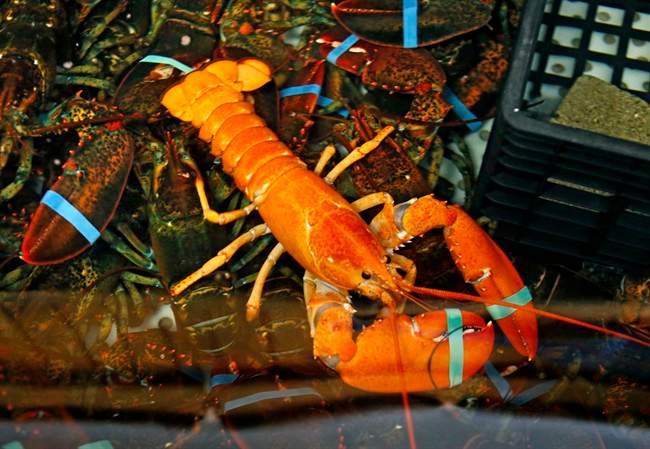 FILE: A rare bright orange lobster shares the tank with regular lobsters at the Fisherman's Catch Seafood restaurant in Raymond, Maine, Thursday, July 23, 2015. Lobster thieves are back at work in Nova Scotia - two fishing boats were hit a week apart.