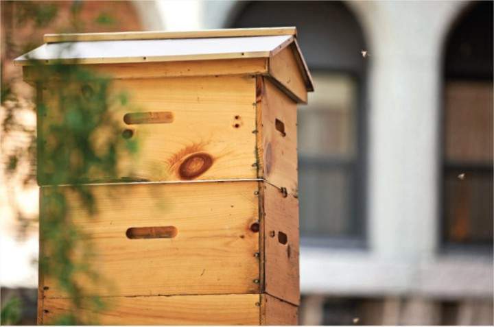 Bees have a new home at Château Frontenac