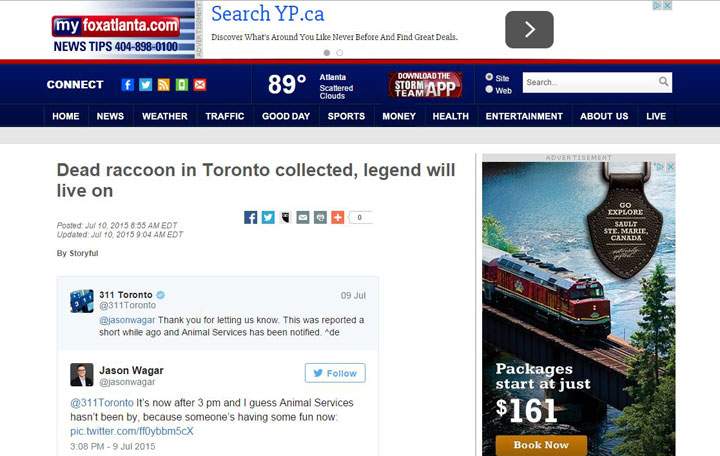 The day the world paid attention to Toronto’s dead raccoon - image