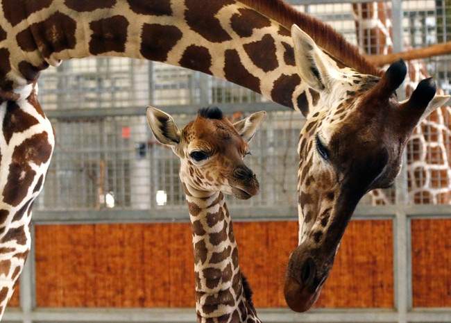 In this April 14, 2015, file photo, provided by the Dallas Zoo, a calf and its mother stand in the maternity stall at the zoo, in Dallas.