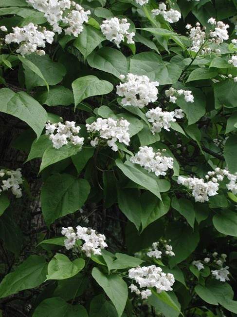 A catalpa in bloom is like a tree full of orchid blossoms