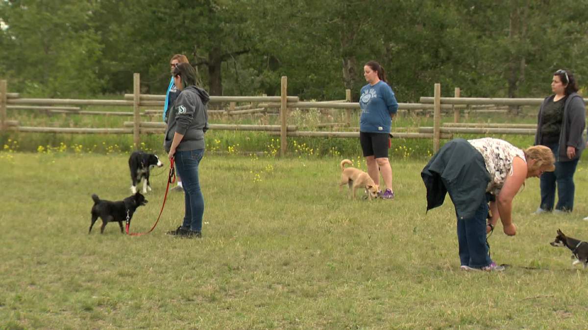 Dogs and their owners being trained in a Calgary off-leash park in 2015.