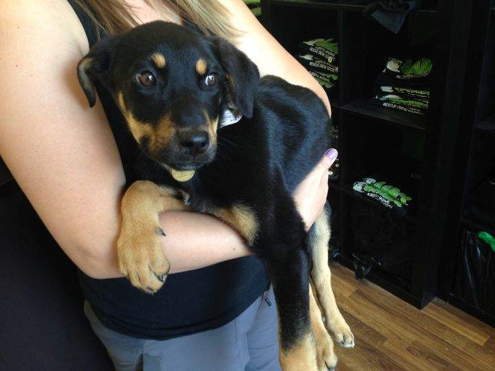 Puppy AARCS