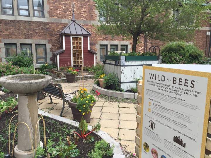 The Château Frontenac is giving solitary bees the royal treatment.