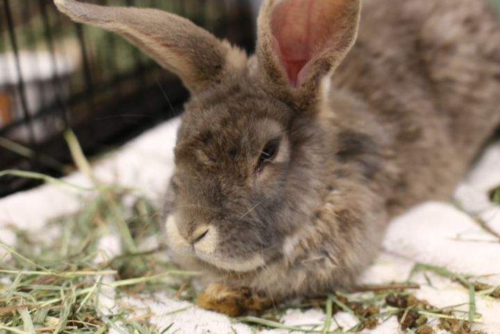 Rabbits seized