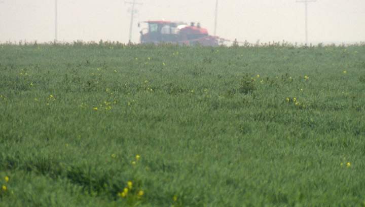 Topsoil moisture conditions quickly deteriorating in Saskatchewan, two-thirds of cropland rated short, very short.