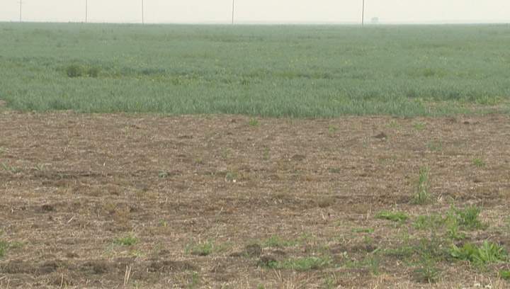 Lack of rain impacting the 2015 Saskatchewan crop; majority currently in poor to good condition.