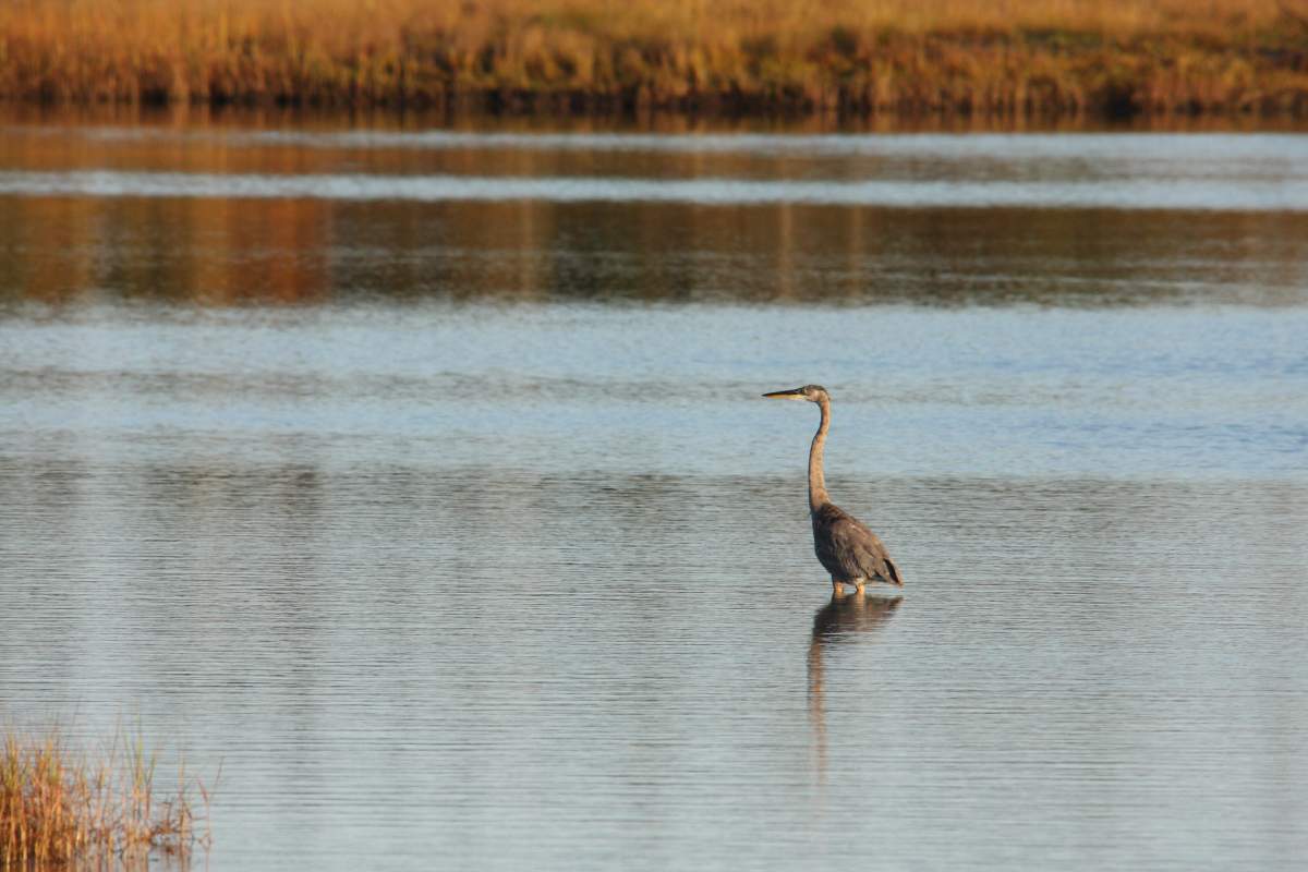 A great blue heron in Tabusintac bay.