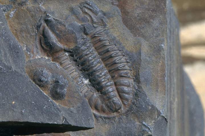 A trilobite fossil found in Burgess Shale, Alberta.