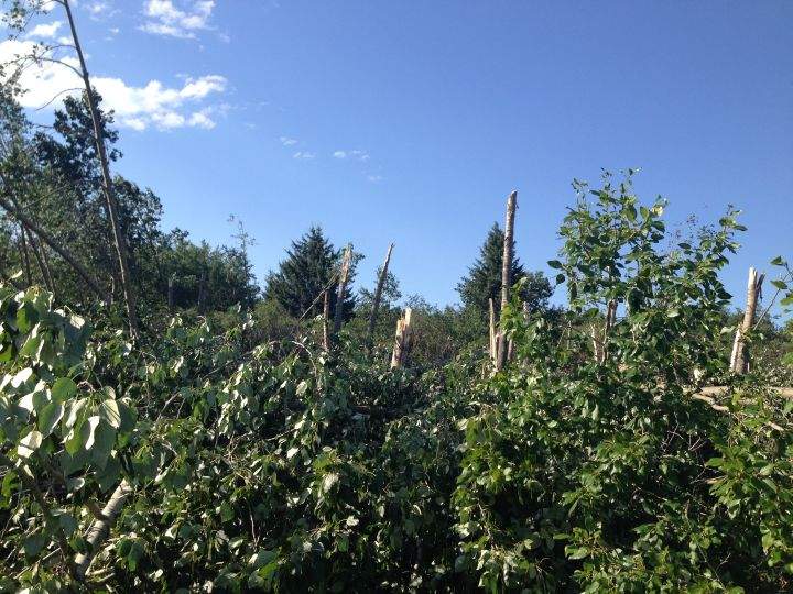 Tornado damage Alberta