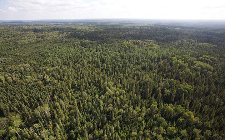 The Boreal Forest is seen from a helicopter near Cochrane Ontario on August 24, 2010.