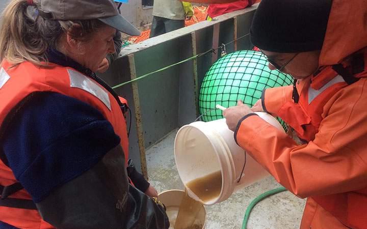 In this undated handout photo provided by NOAA Fisheries, researchers pour a sample of sea water containing a brownish toxic algae into a jar aboard a research vessel off the Washington Coast. 