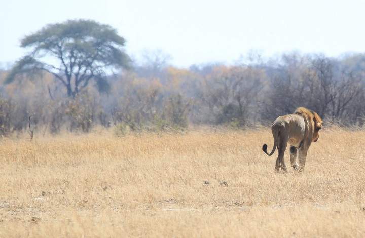 A lion  named Tommy  is seen Thursday, Aug. 6, 2015 in the Hwange National Park where Cecil the Lion was killed  about 700 kilometres south west  of Harare, Zimbabwe. (AP Photo/Tsvangirayi Mukwazhi).