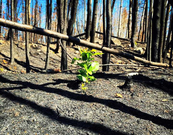 Aug. 7: This Your Saskatchewan photo was taken by Wanda Ehalt just north of La Ronge of new growth already beginning after fire ravaged the region.