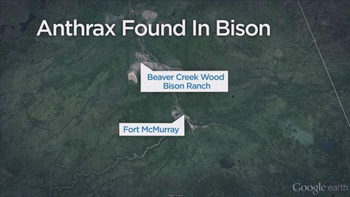 Three bison from Syncrude's herd in the
oilsands have tested positive for anthrax.
