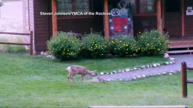 Real-life ‘Bambi’ and ‘Thumper’ frolic about at Colorado YMCA - image