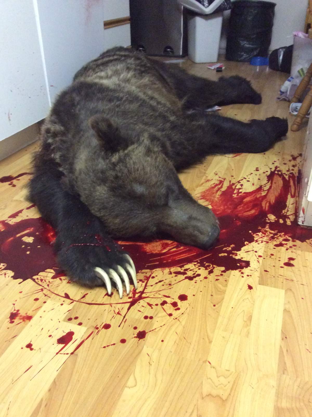 Man shoots grizzly bear that broke into his Kimberley home - image