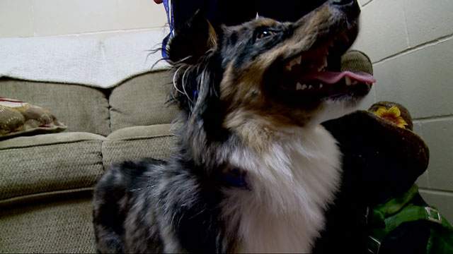 Lost puppy travels 900 miles from Texas to Florida - image