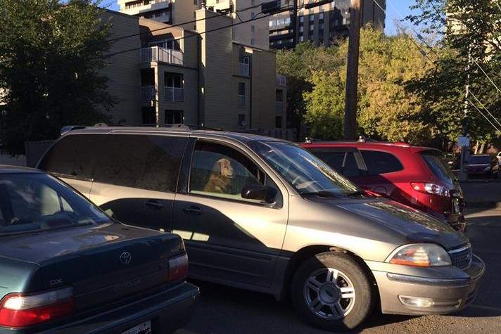 City officials have been flooded with complaints about a dog living in a parked van in downtown Edmonton.