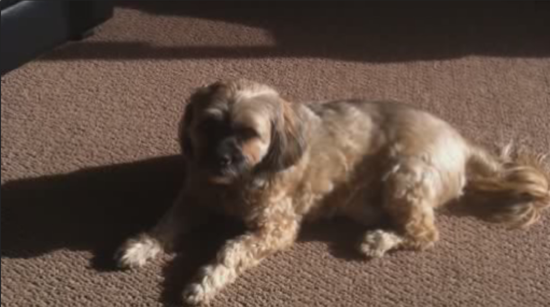 This is the 12-year-old Lhasa Apso/Wheaton terrier attacked on New Year’s Day.