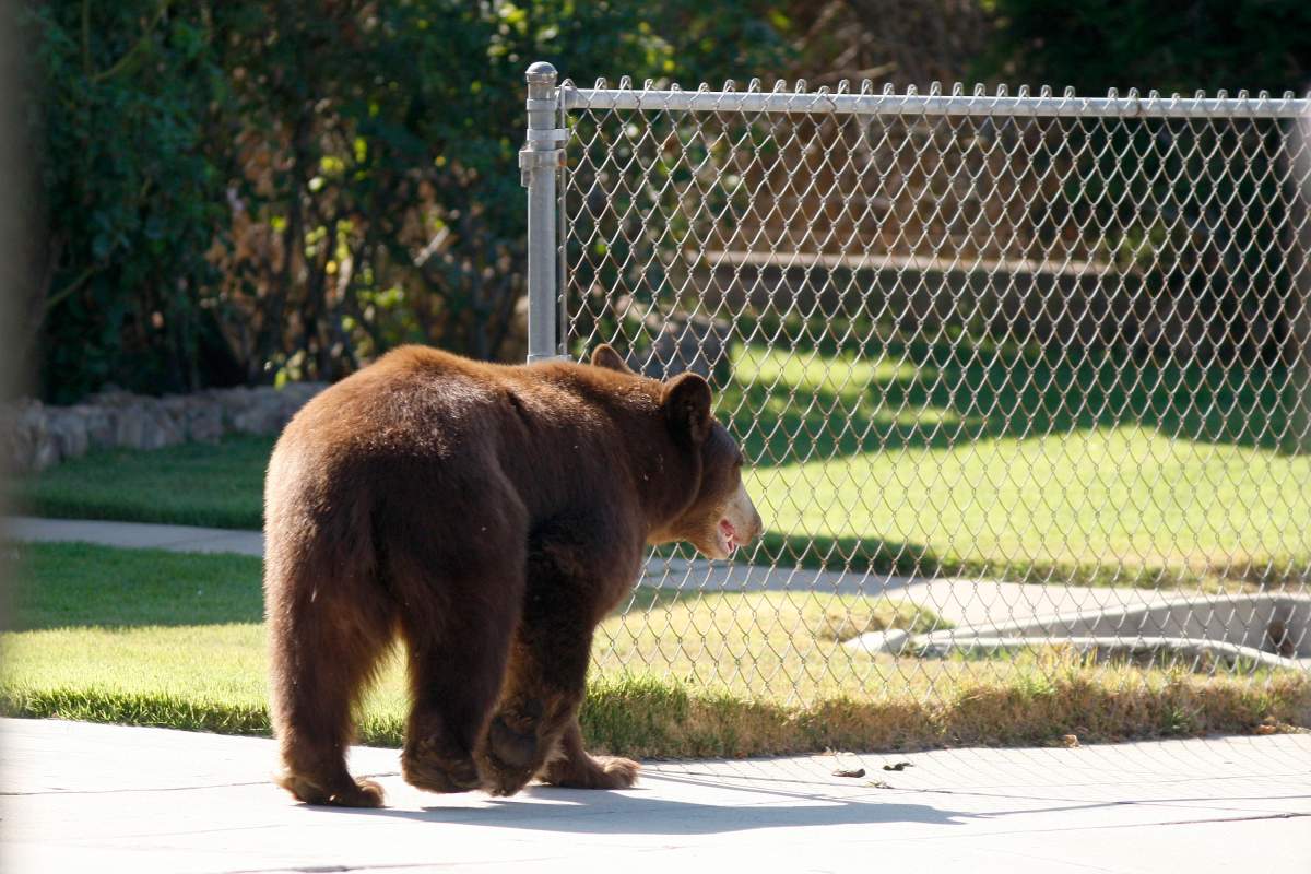 An adult black bear walks through a residential neighborhood in Montrose, California. 
