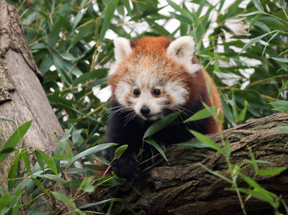 A Red Panda male eats bamboo in his enclosure at the zoo in Dresden, eastern Germany on December 5, 2014.