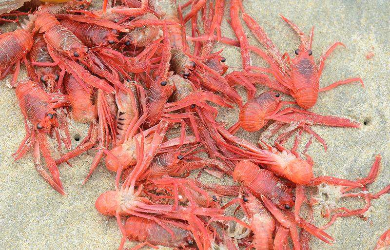 Tiny red crabs washed up on shore at Newport Beach on June 17, 2015 in California. The Pleuroncodes planipes, known also as pelagic red crabs or tuna crabs and look like tiny lobsters or crawfish, washed ashore again recently along a number of southern California beaches, the latest in a year of odd sightings aong the California coast.